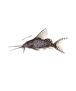 Featherfin Synodontis