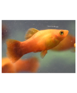 Assorted Sunset Platy