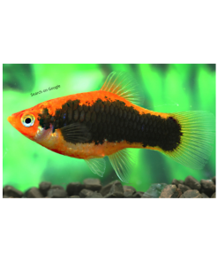 Assorted Tuxedo Platy
